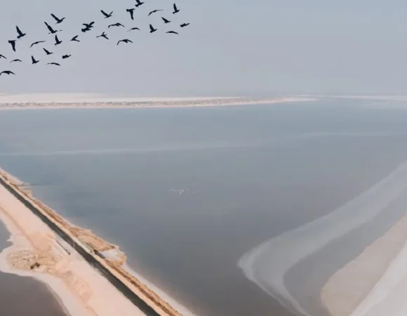 Wildlife Around Dholavira: A Hidden Paradise for Birdwatchers