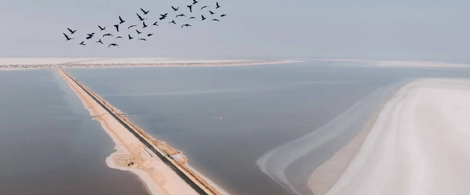 Wildlife Around Dholavira: A Hidden Paradise for Birdwatchers