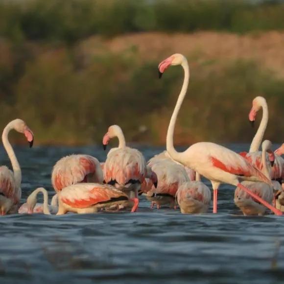 Flamingo Lake Dholavira