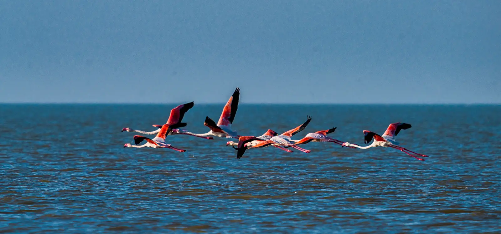 Flamingo Watching Dholavira